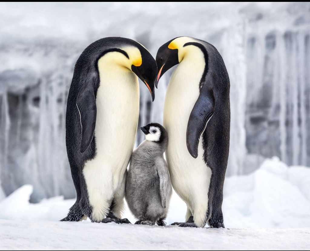 Image by Paul Nicklen