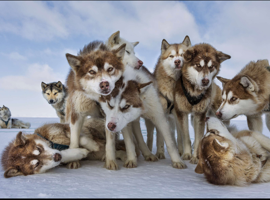 Image by Paul Nicklen