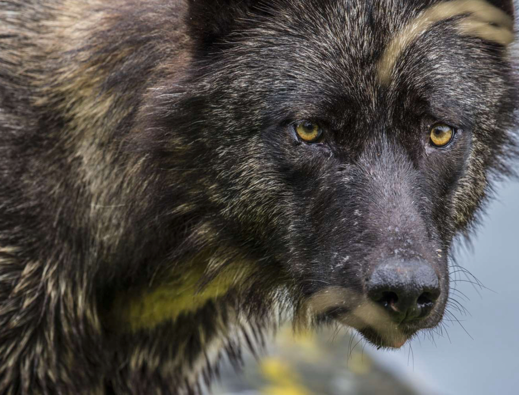 Image by Paul Nicklen