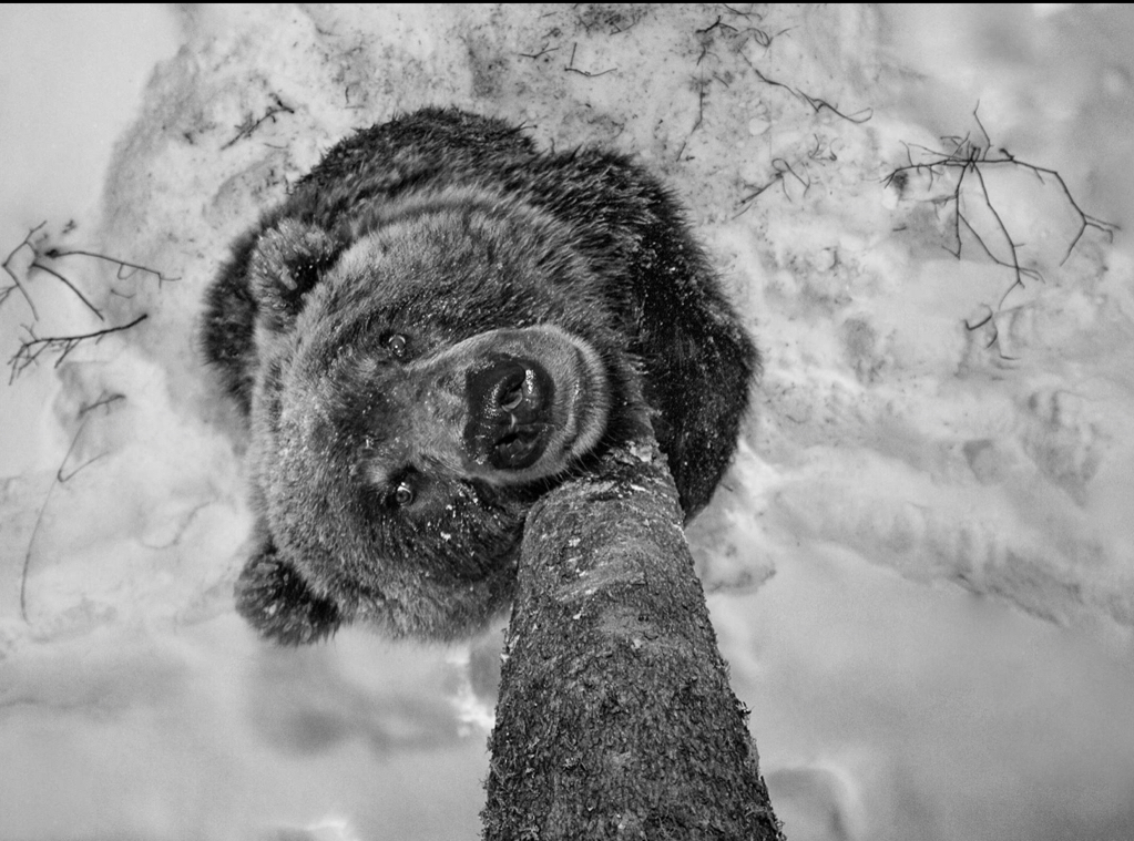 Image by Paul Nicklen