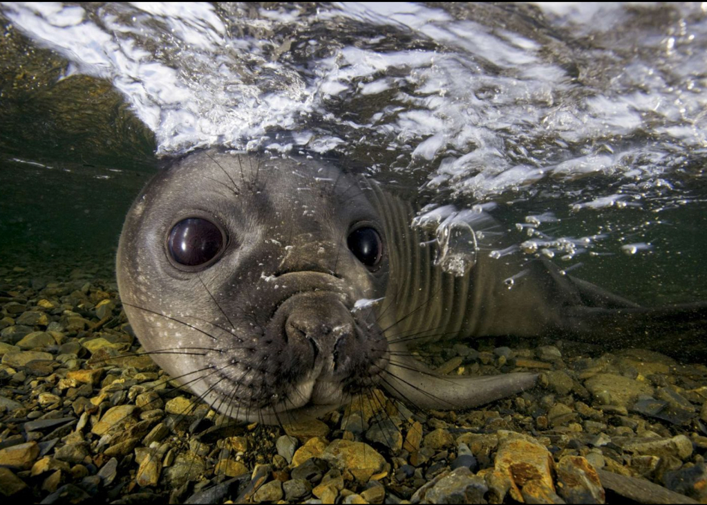 Image by Paul Nicklen